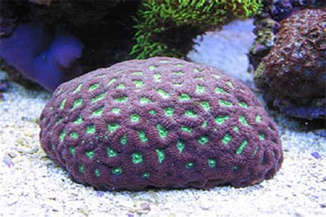Coral moon. Things To Know About Coral moon. 